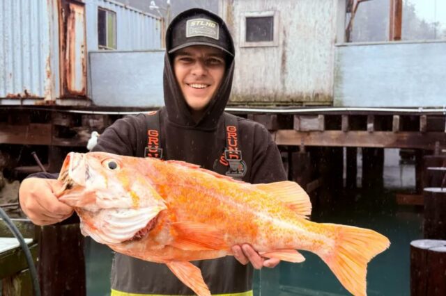 Pescador da Califórnia provavelmente quebra recordes ao pescar rockfish-canário de 10,25 libras
