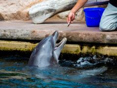 Pesquisadores fazem descoberta perturbadora depois de estudar golfinhos em cativeiro: “Cada vez mais reconhecidos como uma ameaça” Yahoo news home