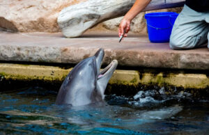 Pesquisadores fazem descoberta perturbadora depois de estudar golfinhos em cativeiro: “Cada vez mais reconhecidos como uma ameaça” Yahoo news home