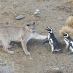 A abundância de pinguins de Magalhães provocou a maior densidade de pumas alguma vez registada num único local, descobriram os investigadores.
