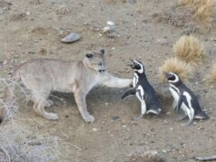 Pinguins se tornam presas dos pumas da Patagônia A abundância de pinguins de Magalhães provocou a maior densidade de pumas alguma vez registada num único local, descobriram os investigadores.