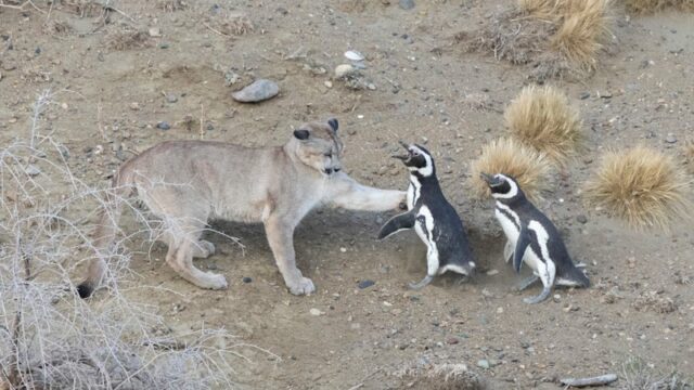 A abundância de pinguins de Magalhães provocou a maior densidade de pumas alguma vez registada num único local, descobriram os investigadores.