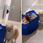 Pomeranian vê a vida inteira embalada em uma bolsa Ikea - teme que 'estou sendo abandonado'