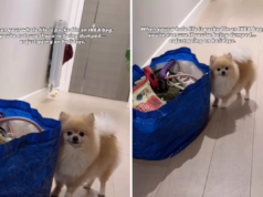 Pomeranian vê a vida inteira embalada em uma bolsa Ikea – teme que ‘estou sendo abandonado’ Pomeranian vê a vida inteira embalada em uma bolsa Ikea - teme que 'estou sendo abandonado'