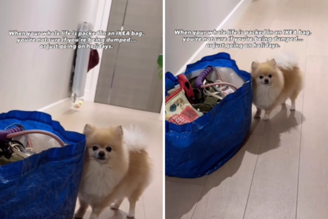 Pomeranian vê a vida inteira embalada em uma bolsa Ikea - teme que 'estou sendo abandonado'
