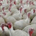 Ícone de conversão de texto em fala