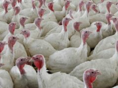 Por que a agência de inspeção de alimentos do Canadá não dá entrevistas à medida que cresce o surto de gripe aviária em Ontário Ícone de conversão de texto em fala