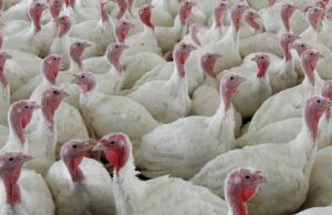 Por que a agência de inspeção de alimentos do Canadá não dá entrevistas à medida que cresce o surto de gripe aviária em Ontário Ícone de conversão de texto em fala