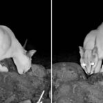 Trail cam captures rare animal