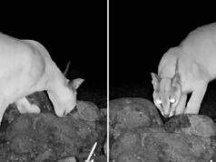 Predador Apex ‘criticamente ameaçado’ capturado na câmera de trilha em avistamento raro Trail cam captures rare animal
