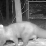 Uma câmera de vida selvagem em Cleveland Metroparks capturou um pescador que não era visto no condado de Cuyahoga há mais de um século.