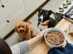 Presenteie seu filhote com 50% de desconto na primeira caixa da The Farmers Dog Presenteie seu filhote com 50% de desconto na primeira caixa da The Farmers Dog