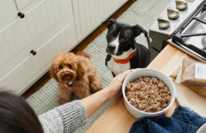 Presenteie seu filhote com 50% de desconto na primeira caixa da The Farmers Dog Presenteie seu filhote com 50% de desconto na primeira caixa da The Farmers Dog