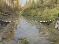 Prince George, BC, grupo conservacionista resolve problema mortal para peixes do rio Nechako Ícone de conversão de texto em fala