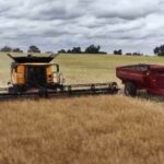 Produtores de grãos encontram solução para minimizar perdas de tremoço e lentilha