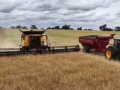Produtores de grãos encontram solução para minimizar perdas de tremoço e lentilha Produtores de grãos encontram solução para minimizar perdas de tremoço e lentilha