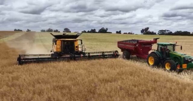 Produtores de grãos encontram solução para minimizar perdas de tremoço e lentilha
