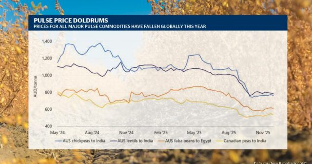 Produtores são incentivados a serem realistas em relação aos preços Produtores são incentivados a serem realistas em relação aos preços ao comercializarem safras monstruosas de leguminosas