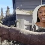 Proprietária da Califórnia ficou com uma conta de US $ 50 mil depois que a árvore do vizinho bateu em sua casa, mas a seguradora negou reclamação 'imprevisível'