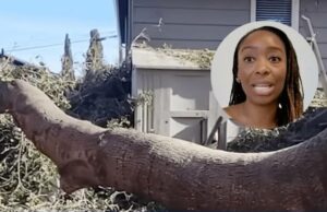 Proprietária da Califórnia ficou com uma conta de US $ 50 mil depois que a árvore do vizinho bateu em sua casa, mas a seguradora negou reclamação ‘imprevisível’ Proprietária da Califórnia ficou com uma conta de US $ 50 mil depois que a árvore do vizinho bateu em sua casa, mas a seguradora negou reclamação 'imprevisível'