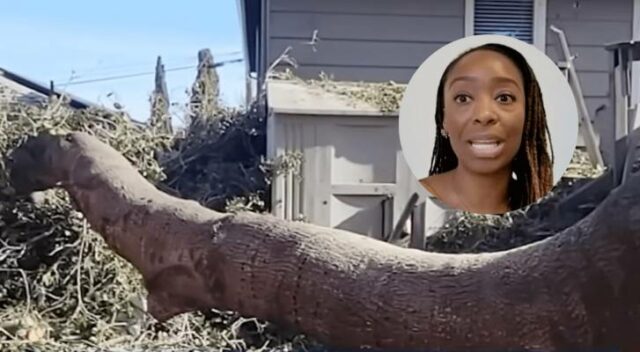 Proprietária da Califórnia ficou com uma conta de US $ 50 mil depois que a árvore do vizinho bateu em sua casa, mas a seguradora negou reclamação 'imprevisível'
