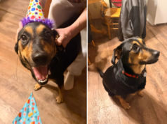 Proprietário da Geração Z decide sacrificar cachorro após o segundo aniversário, lágrimas pela razão Proprietário da Geração Z decide sacrificar cachorro após o segundo aniversário, lágrimas pela razão