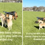 Proprietário filma cachorro deficiente no parque - não está pronto para o que foi capturado: 'Meu coração'