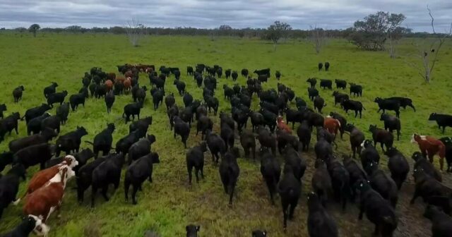 Quando o dinheiro não é barreira, aqui estão as propriedades importantes para investir
