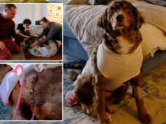 ‘Quem esfaqueia um cachorro?’ Família de Nova York em estado de choque após filhote ser esfaqueado nas ruas da cidade 'Quem esfaqueia um cachorro?' Família de Nova York em estado de choque após filhote ser esfaqueado nas ruas da cidade