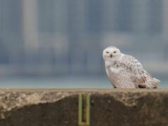 Quer ver uma coruja nevada? Este pode ser o seu inverno coruja nevada em voo