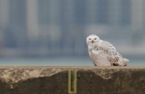 Quer ver uma coruja nevada? Este pode ser o seu inverno coruja nevada em voo