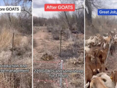 Rancher compartilha imagens surpreendentes de antes e depois que provam o benefício inesperado de possuir cabras: ‘Surpreendente’ Yahoo lifestyle home