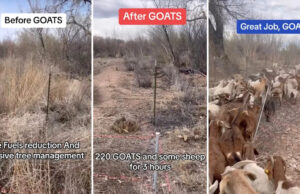Rancher compartilha imagens surpreendentes de antes e depois que provam o benefício inesperado de possuir cabras: ‘Surpreendente’ Yahoo lifestyle home