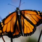 Leone Brown, professor da Universidade James Madison, demonstra o aplicativo de rastreamento de borboletas do Projeto Monarch em um telefone em Harrisonburg, Virgínia, em 12 de novembro de 2025. Os cientistas usaram novos sensores minúsculos para seguir os insetos em viagens que levam milhares de quilômetros até suas colônias de inverno no México. borboletas. (Kirsten Luce/The New York Times)