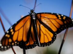 Rastreadores locais de borboletas esperam que a tecnologia Bluetooth possa desvendar segredos da migração de monarcas Leone Brown, professor da Universidade James Madison, demonstra o aplicativo de rastreamento de borboletas do Projeto Monarch em um telefone em Harrisonburg, Virgínia, em 12 de novembro de 2025. Os cientistas usaram novos sensores minúsculos para seguir os insetos em viagens que levam milhares de quilômetros até suas colônias de inverno no México. borboletas. (Kirsten Luce/The New York Times)