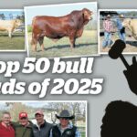 Revelado: os bull studs que chegaram ao top 50 australiano na temporada de 2025
