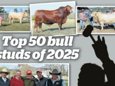 Revelado: os bull studs que chegaram ao top 50 australiano na temporada de 2025 Revelado: os bull studs que chegaram ao top 50 australiano na temporada de 2025