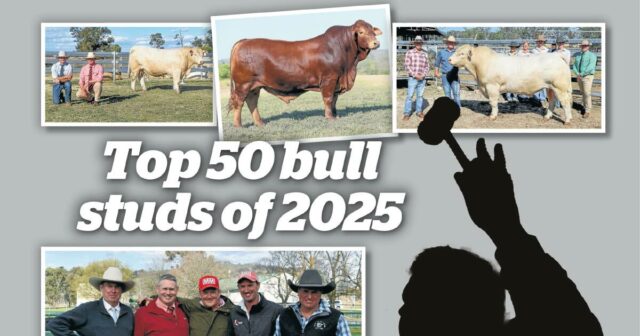 Revelado: os bull studs que chegaram ao top 50 australiano na temporada de 2025
