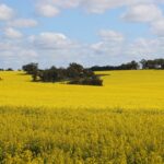 Safra de canola WA desafia expectativas após início ruim, rendimentos recordes relatados