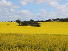 Safra de canola WA desafia expectativas após início ruim, rendimentos recordes relatados Safra de canola WA desafia expectativas após início ruim, rendimentos recordes relatados