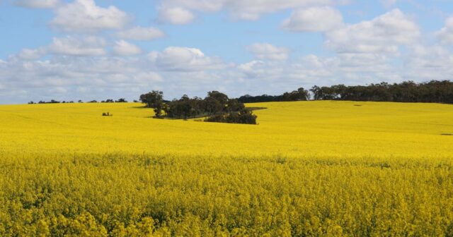 Safra de canola WA desafia expectativas após início ruim, rendimentos recordes relatados
