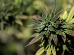 ‘Scromiting’, uma condição bizarra ligada ao uso crônico de maconha, está aumentando O nome médico para "cromita" é a síndrome de hiperêmese por cannabis. - ProfessionalStudioImages/iStockphoto/Getty Images