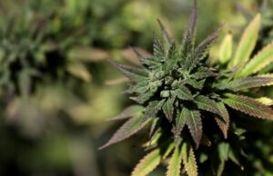 ‘Scromiting’, uma condição bizarra ligada ao uso crônico de maconha, está aumentando O nome médico para "cromita" é a síndrome de hiperêmese por cannabis. - ProfessionalStudioImages/iStockphoto/Getty Images