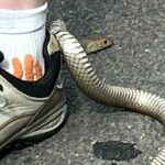 Cobra marrom no sapato