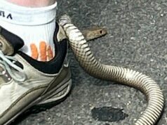 ‘Se ela morrer, a culpa é minha’: cobra venenosa fica presa no salto do sapato de uma mulher Cobra marrom no sapato