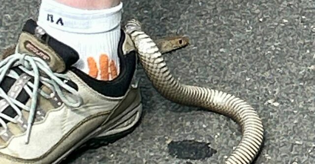 Cobra marrom no sapato