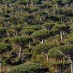 Serão as florestas tropicais agora uma causa, e não uma resposta, às alterações climáticas?