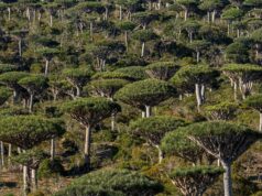 Serão as florestas tropicais agora uma causa, e não uma resposta, às alterações climáticas? Serão as florestas tropicais agora uma causa, e não uma resposta, às alterações climáticas?