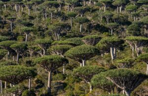 Serão as florestas tropicais agora uma causa, e não uma resposta, às alterações climáticas? Serão as florestas tropicais agora uma causa, e não uma resposta, às alterações climáticas?