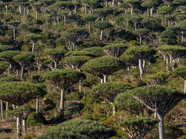 Serão as florestas tropicais agora uma causa, e não uma resposta, às alterações climáticas?
